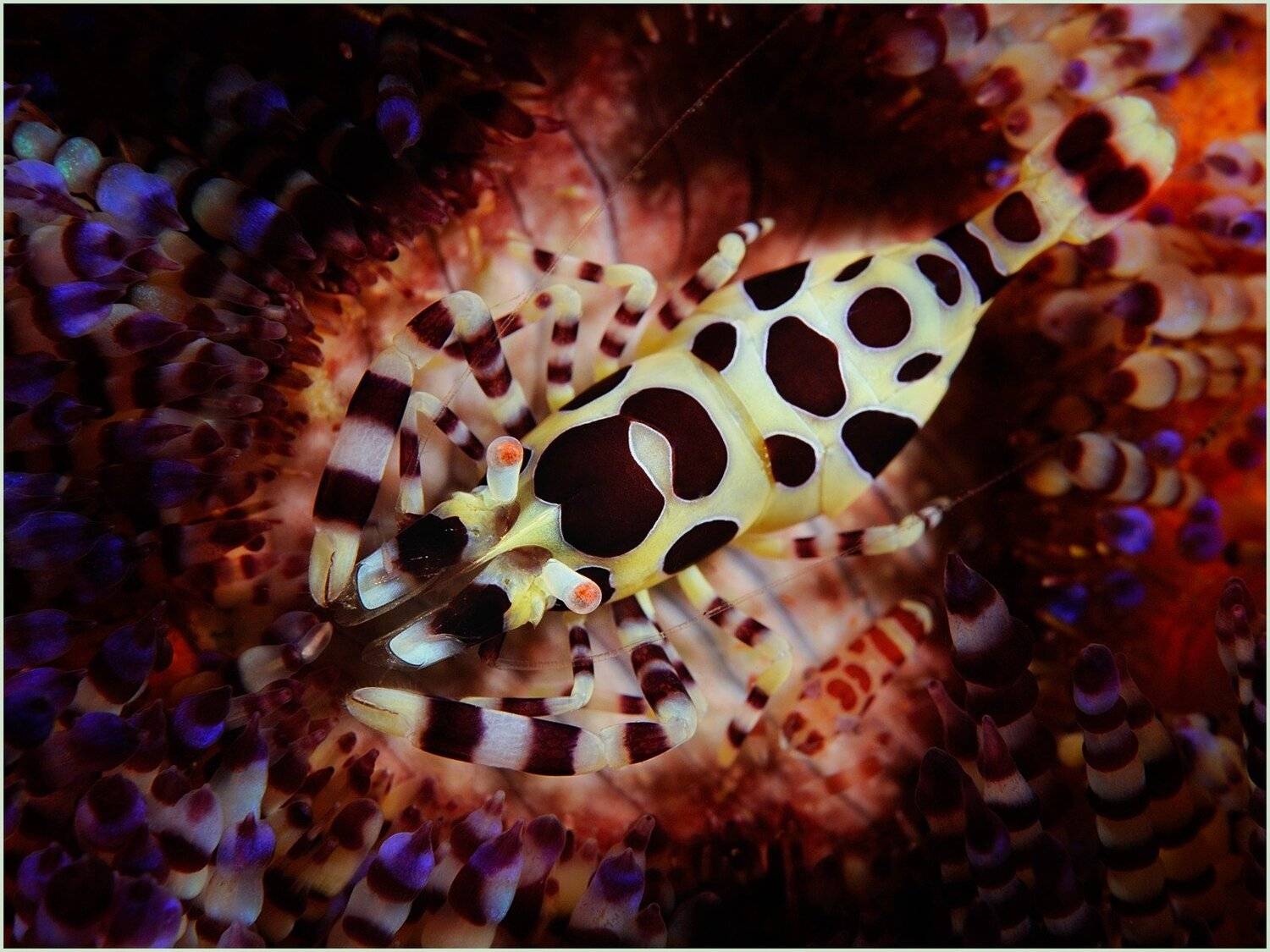 ambon, colleman shrimp, macro, diving, underwater, Unlis