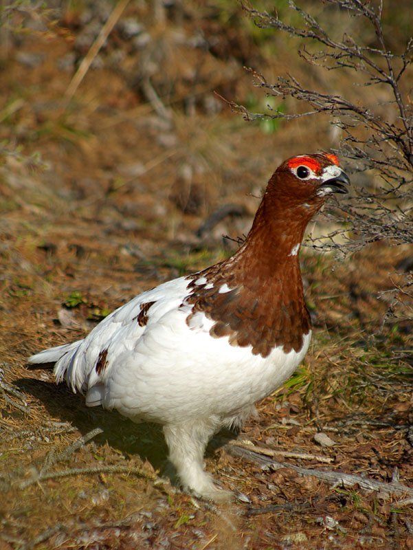 Куропач фото превью