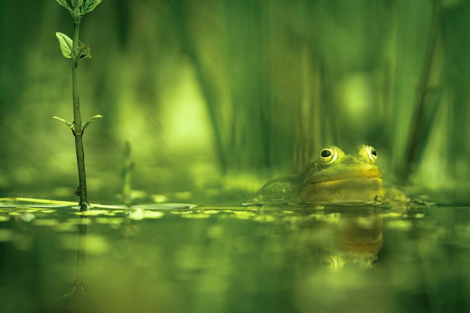 , Вилюнов Дмитрий