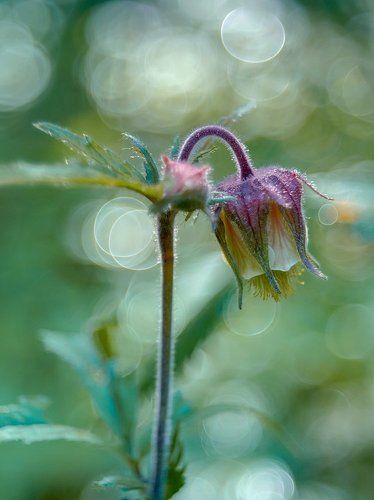 Гравилат речной