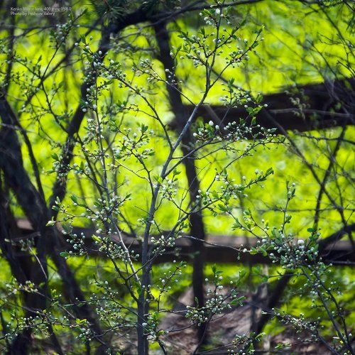 Ритмы цветущего сада