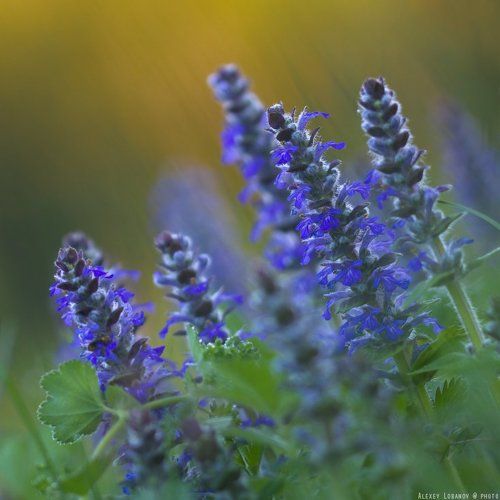 Стрелы живучки