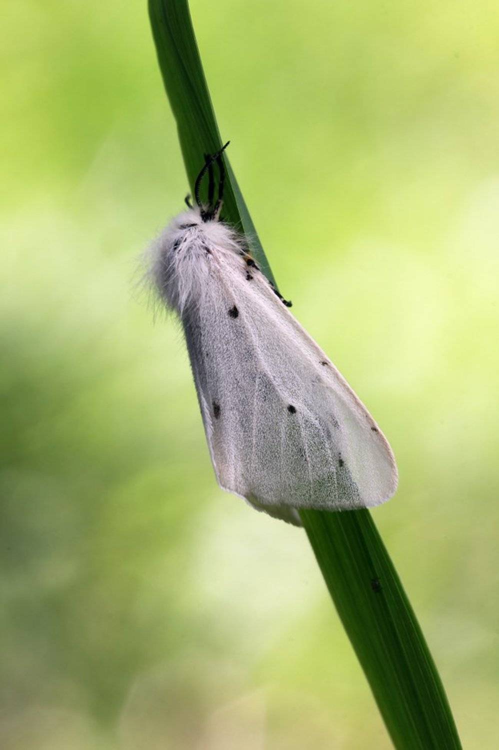 , Иваненко Светлана