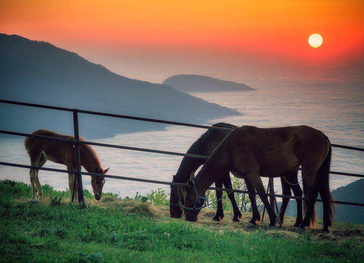 , Игорь Мелекесцев