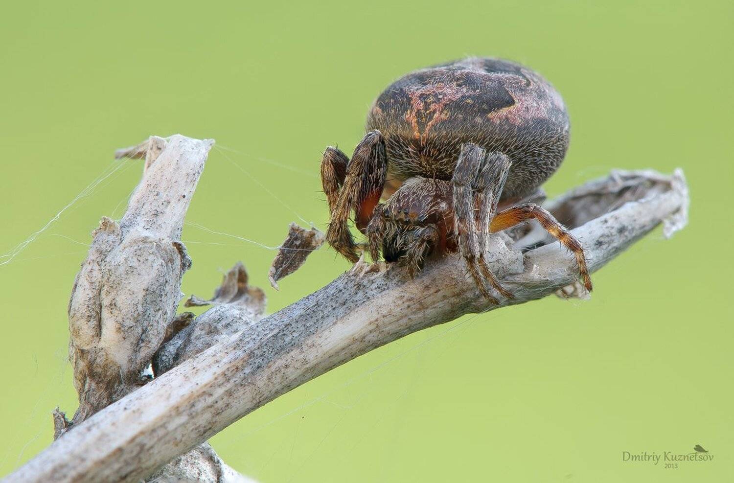 , Кузнецов Дмитрий