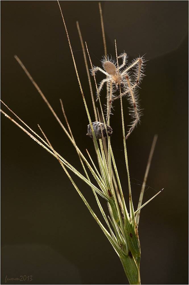 , Игорь ФУММ