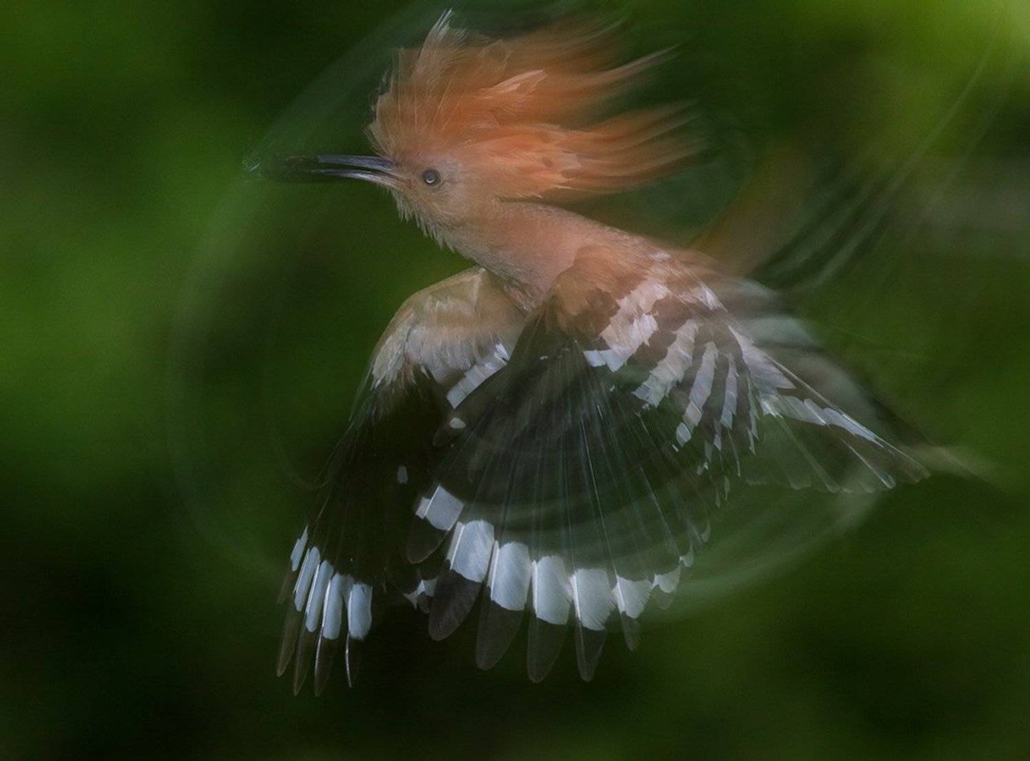 , Стефан Дянков