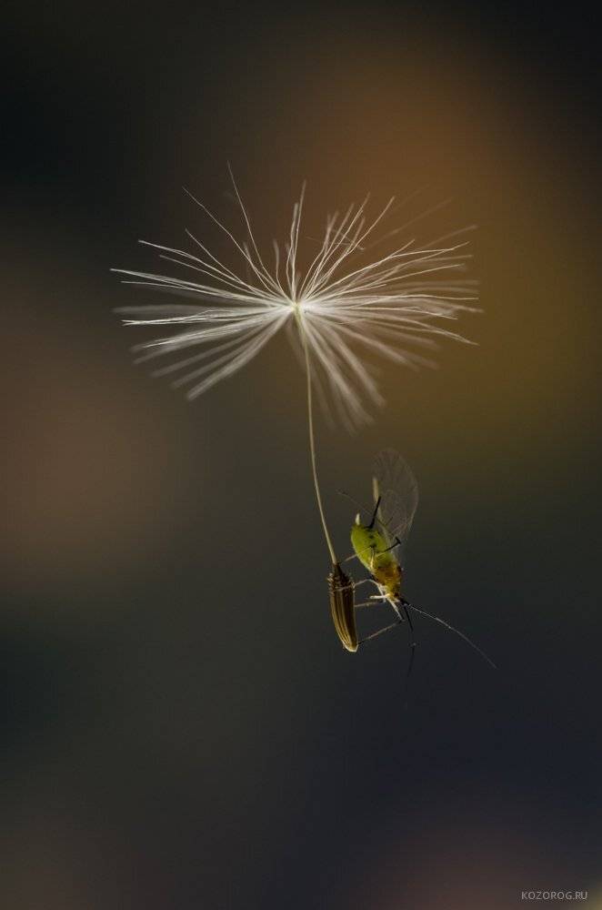 , Ирина Козорог