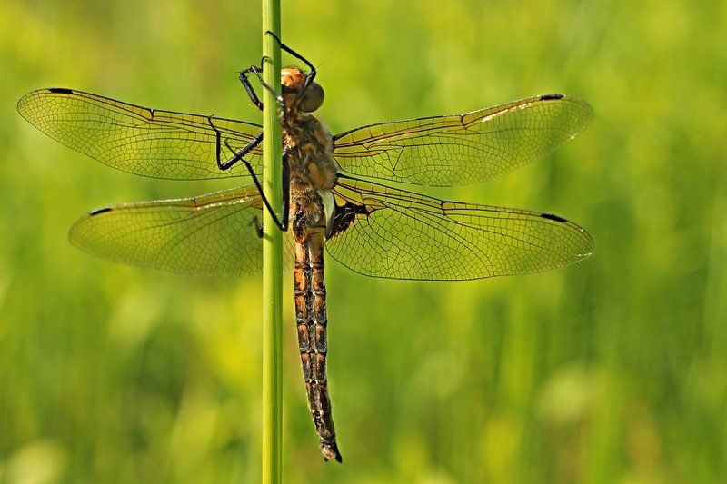 dragonfly фото превью