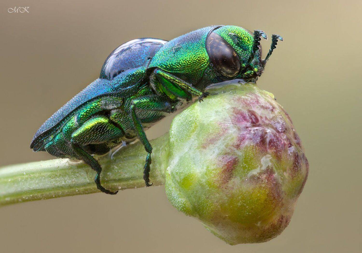 златка, Miron Karlinsky