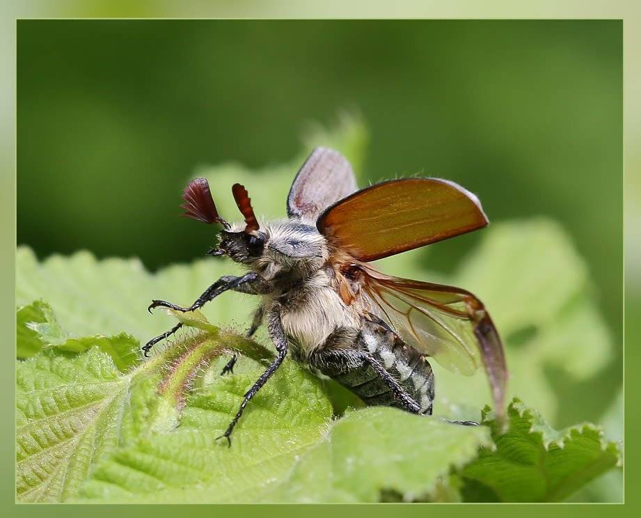 , Игорь Ломакин