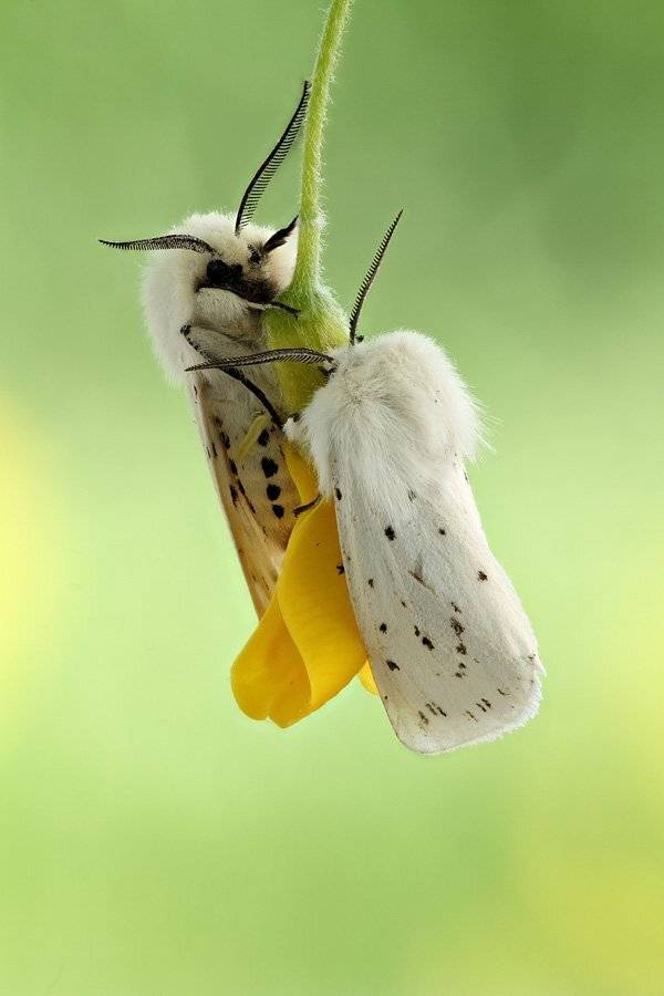 , Сергей Таланов