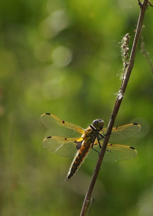 , Чепленко Алексей