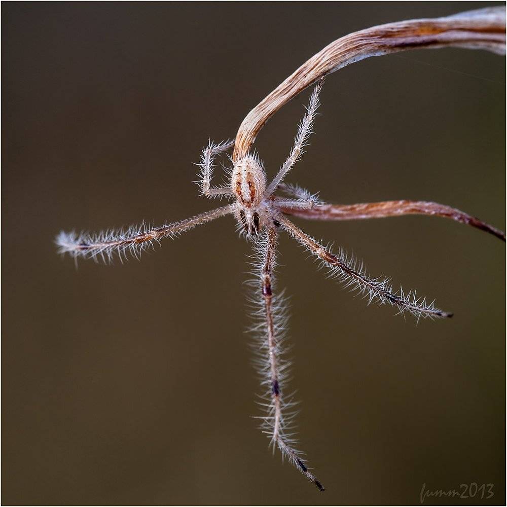 , Игорь ФУММ