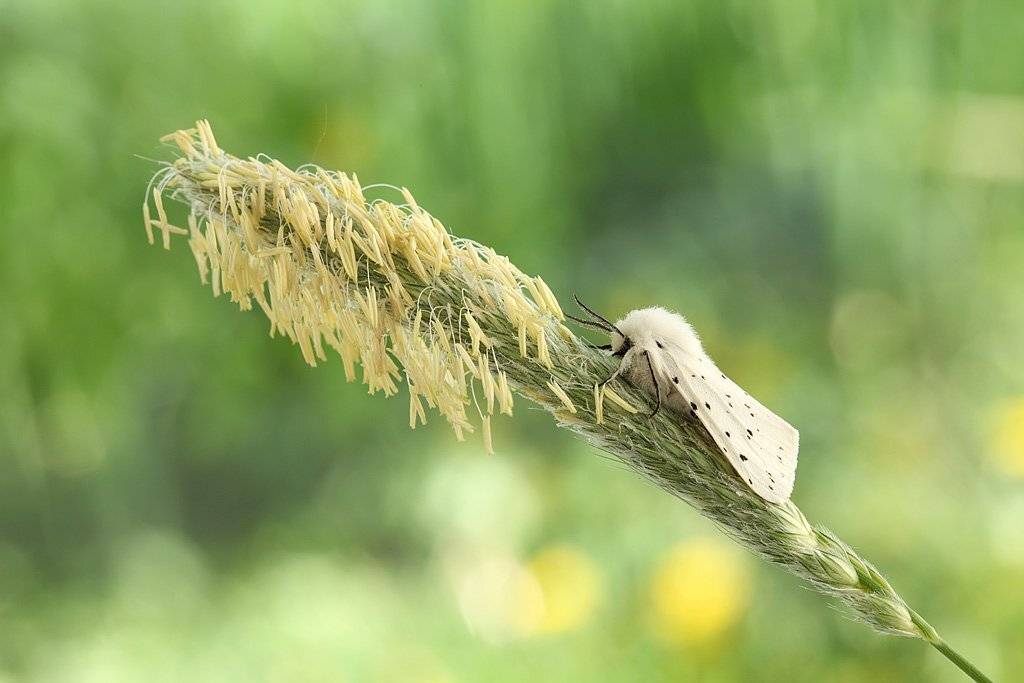 , Сергей Таланов