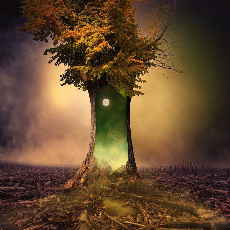 clouds, colorful, crow, dreaming, flowers, fly, fog, garden, green, harmony, leaf, light, magic, manipulation, moon, mystery, photoshop, psd, regal, shadow, stars, sun, tree, tutorials, wood, world Beyond the door of dreams фото превью