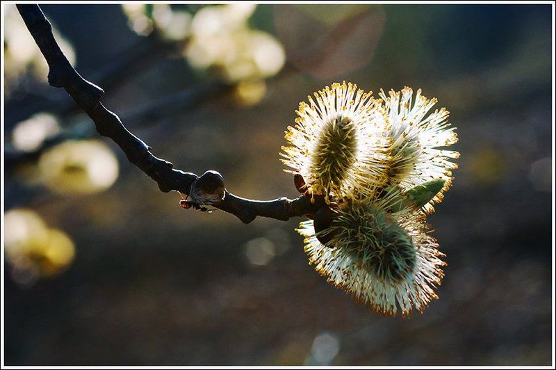 весенняя серия фото превью