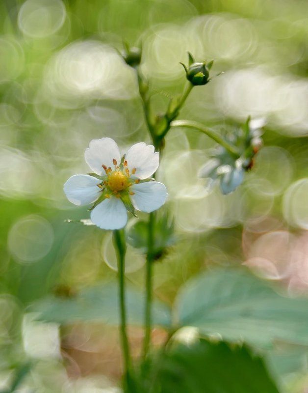 земляника Земляника... фото превью