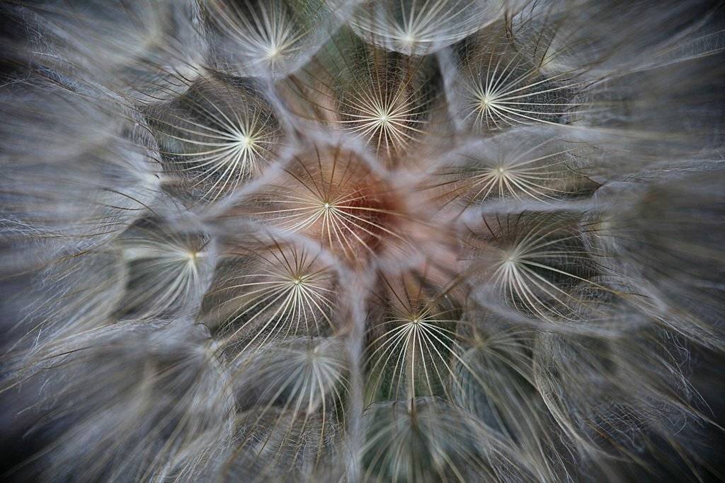 Tragopogon dubius, Козлобородник сомнительный, Леонид
