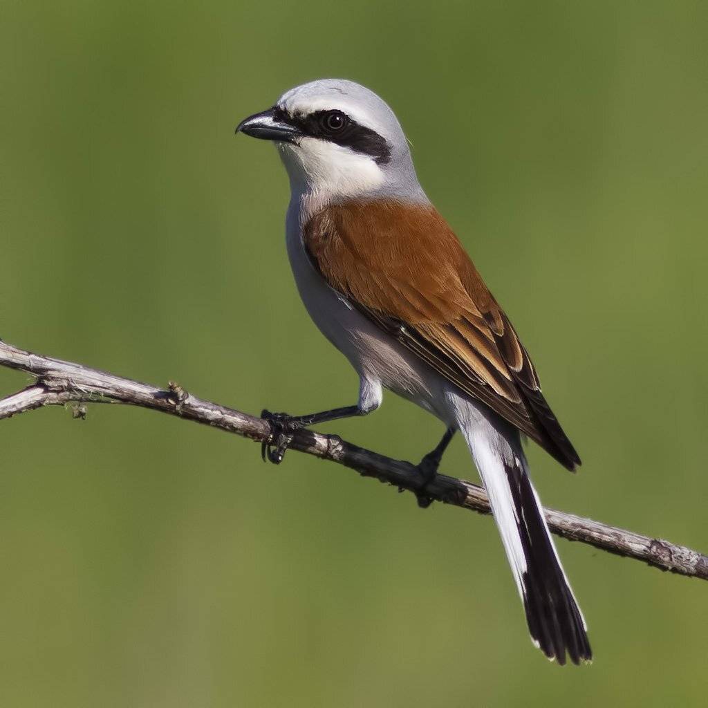 , Ляпустин Юра