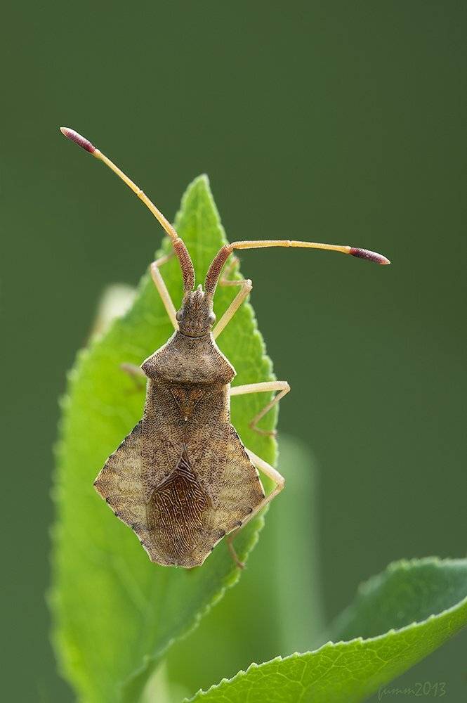 , Игорь ФУММ