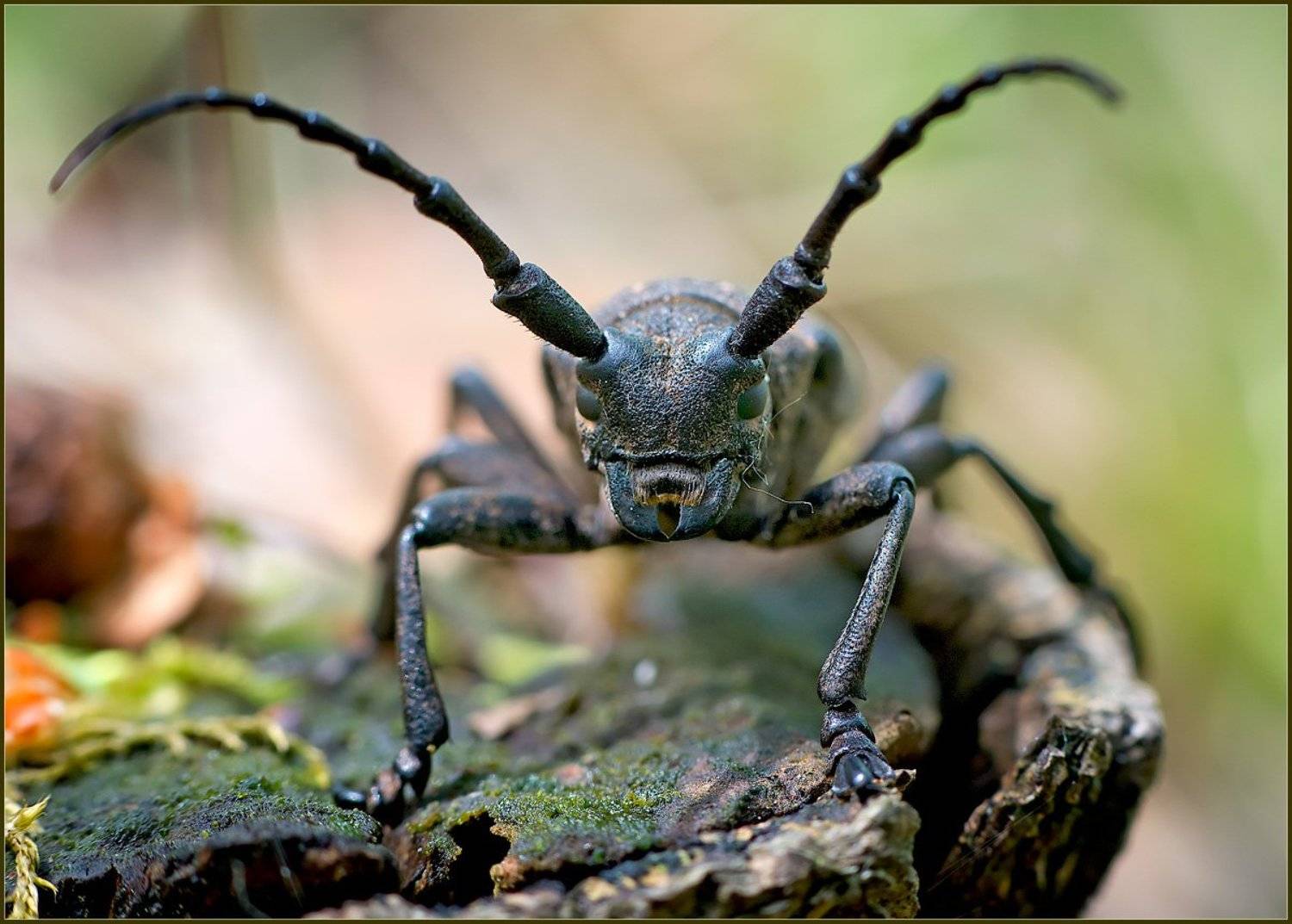 , Евгений Кирилкин.