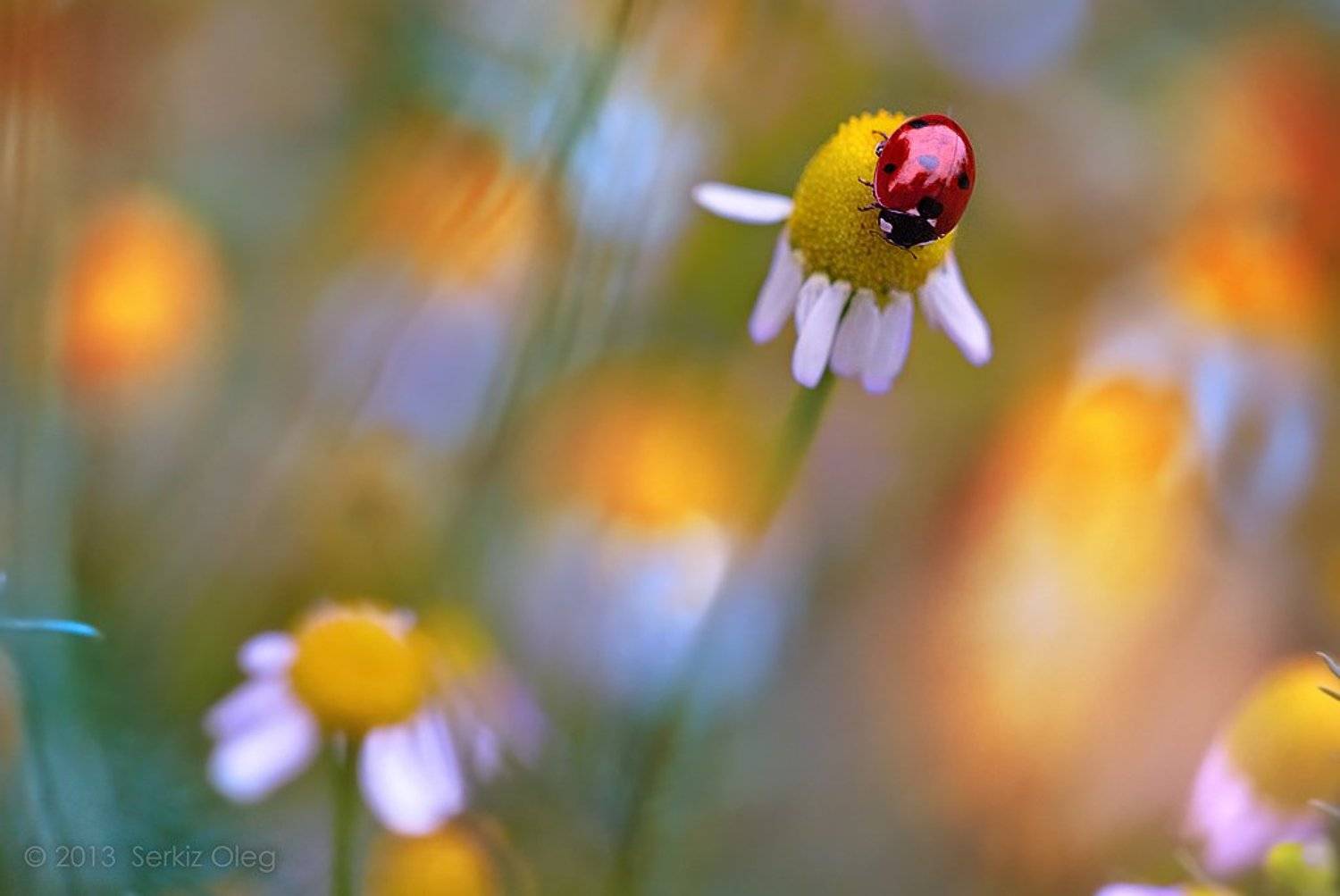 Art, Daisies, Ladybug, Macro, Oleg Serkiz, Spring, Олег Серкиз, Oleg Serkiz