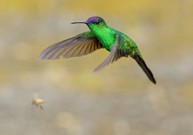 Cacicus chrysopterus, Бразилия, Колибри, Колибри колибри-лесная нимфа, Птицы маленькая быстрая птичка фото превью