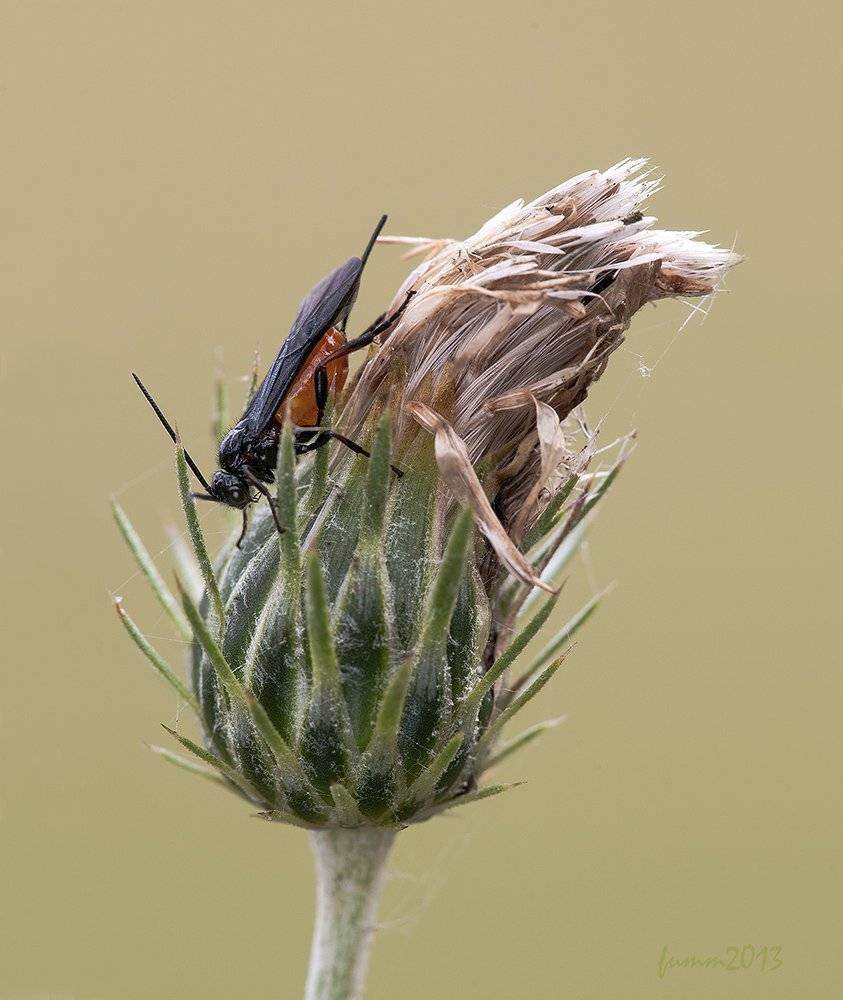 , Игорь ФУММ