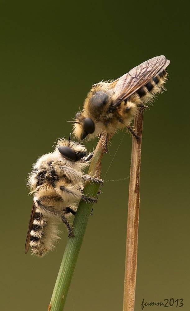 , Игорь ФУММ