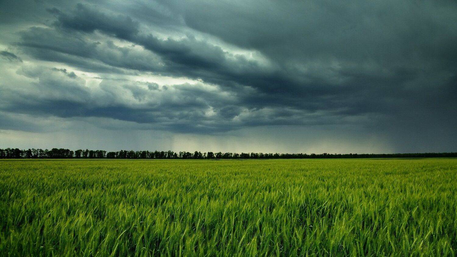 поля, пшеница, гроза, природа, пейзаж, Serj Master