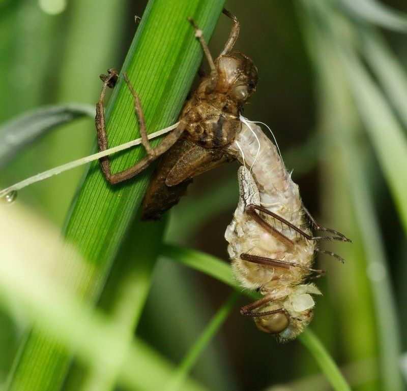 стрекоза, личинка, рождение, макро Рождение фото превью