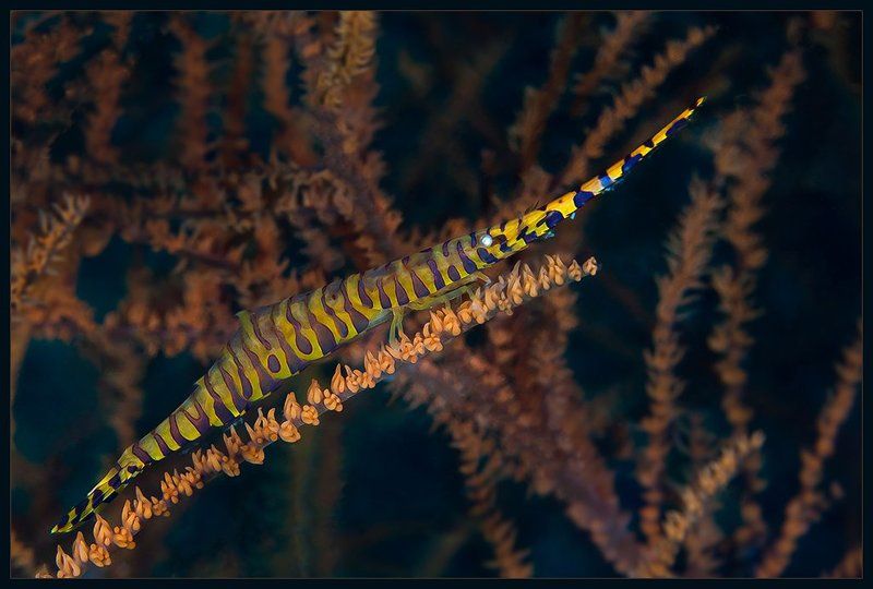 *** фото превью