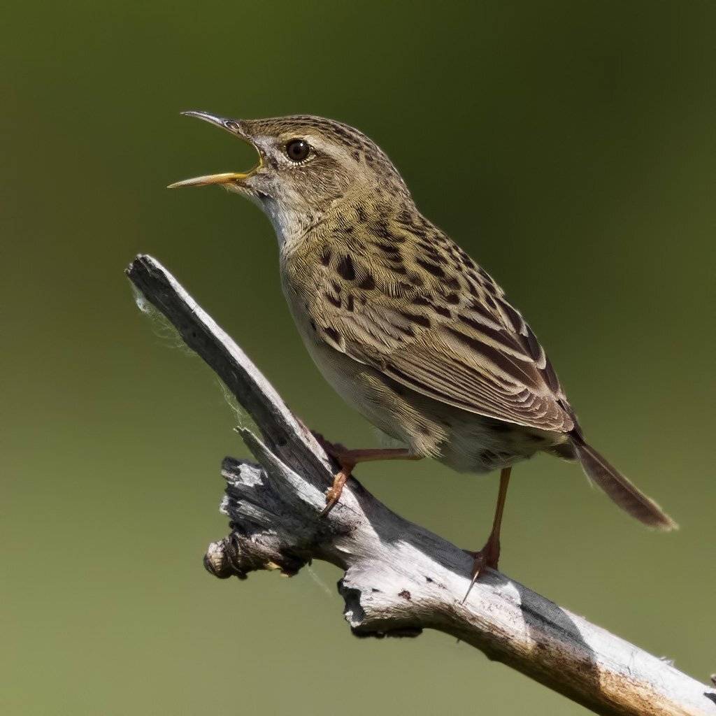 , Ляпустин Юра