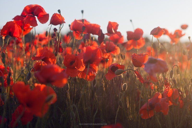 Field фото превью