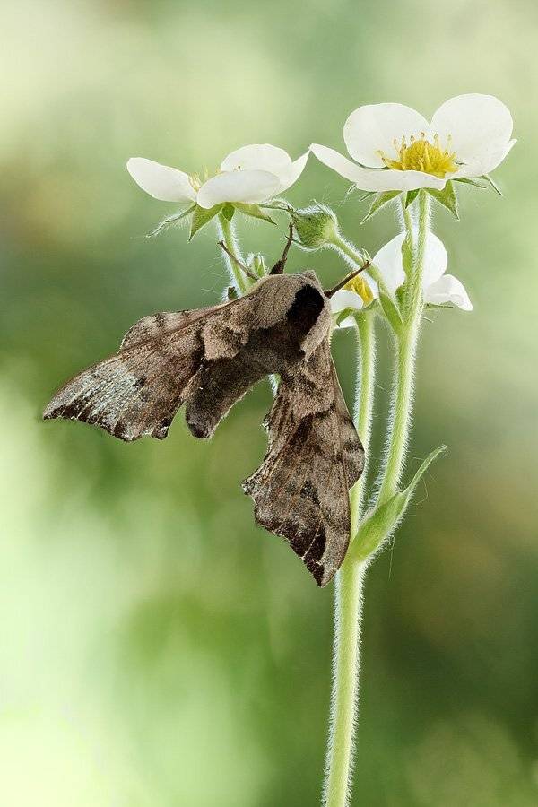 , Сергей Таланов