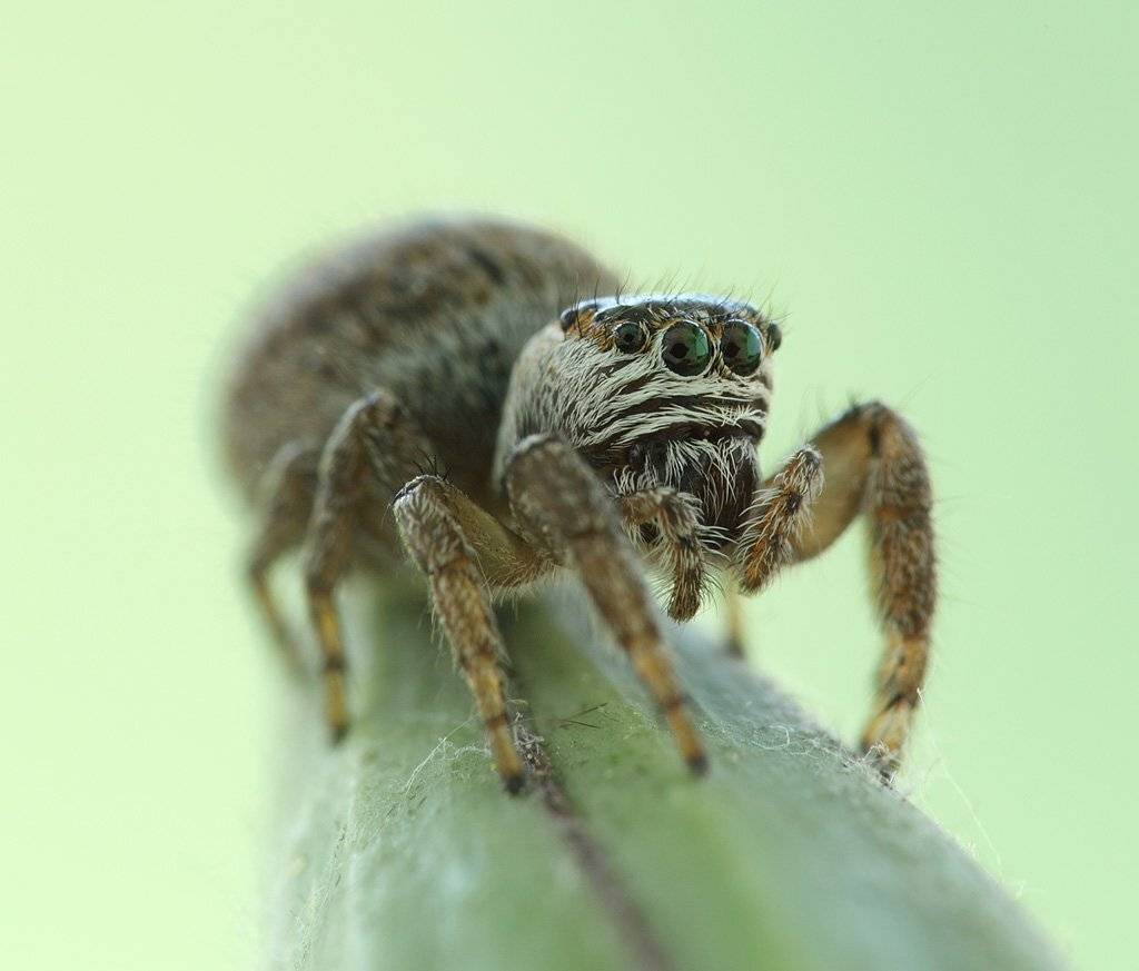 , Сергей Таланов