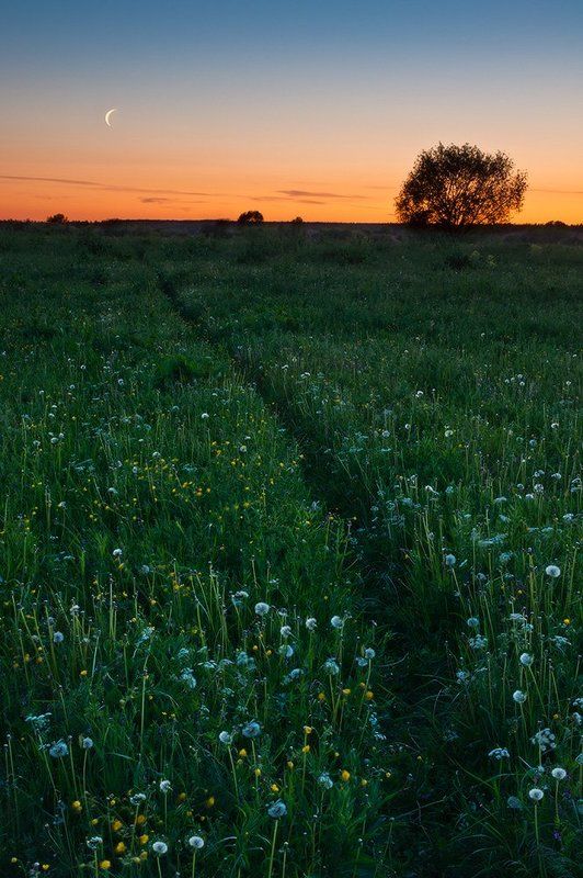 Восход, Закат, Лето, Луг, Одуванчики, Пейзаж Царство комаринное фото превью