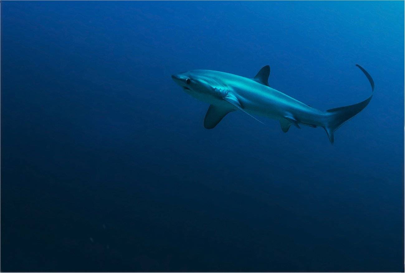 филиппины, остров, малапаскуа, акула лисица, Сергей Гаспарян