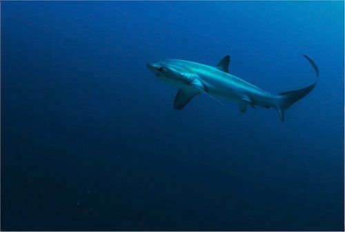 океанская кокетка