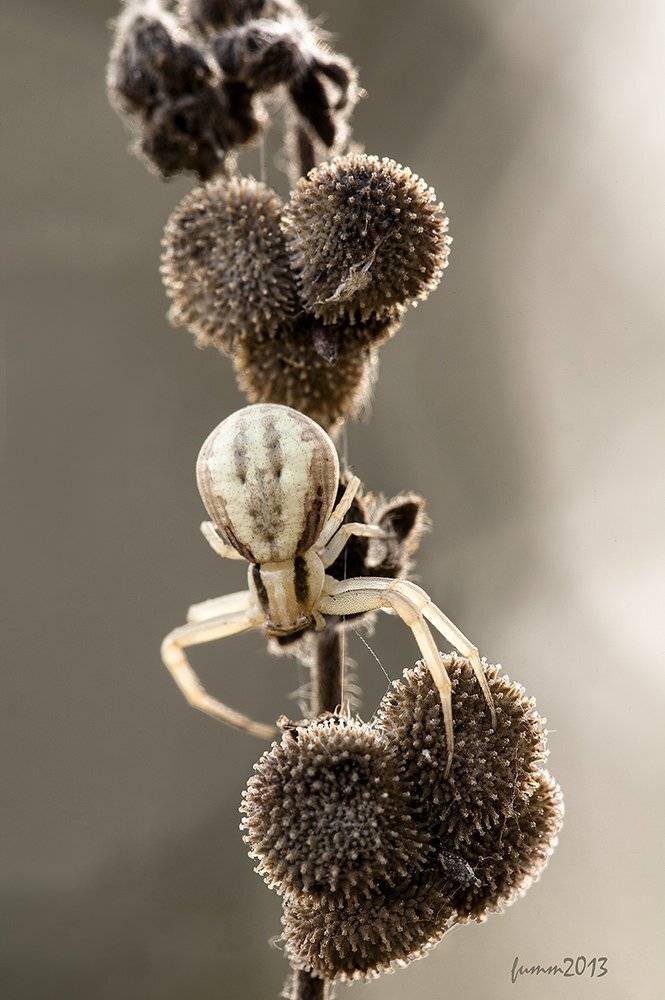 , Игорь ФУММ