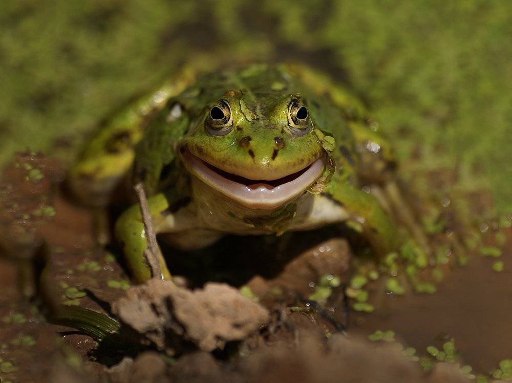 Болото тина лягушка улыбка, Ирина Фурашова