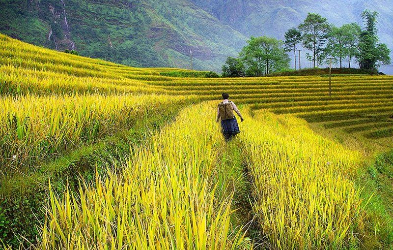 Rice field in Sapa фото превью
