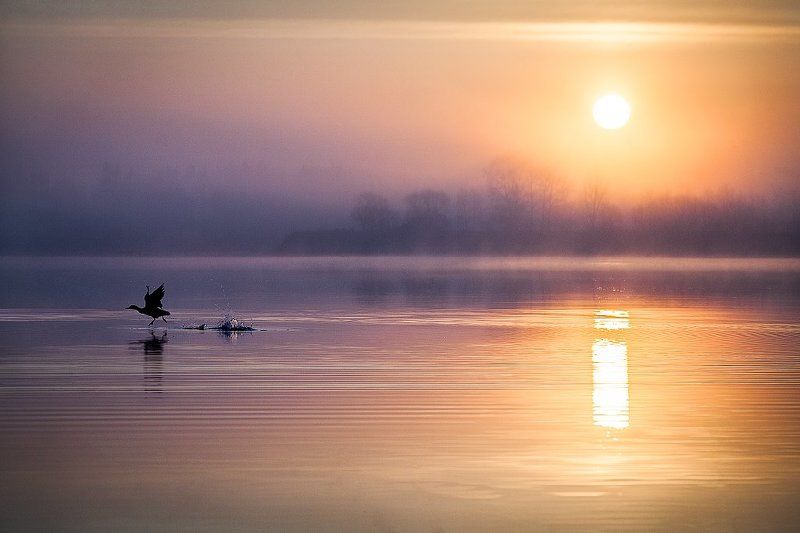 Птица, Рассвет, Река, Солнце, Туман, Утка Утренняя гармония фото превью