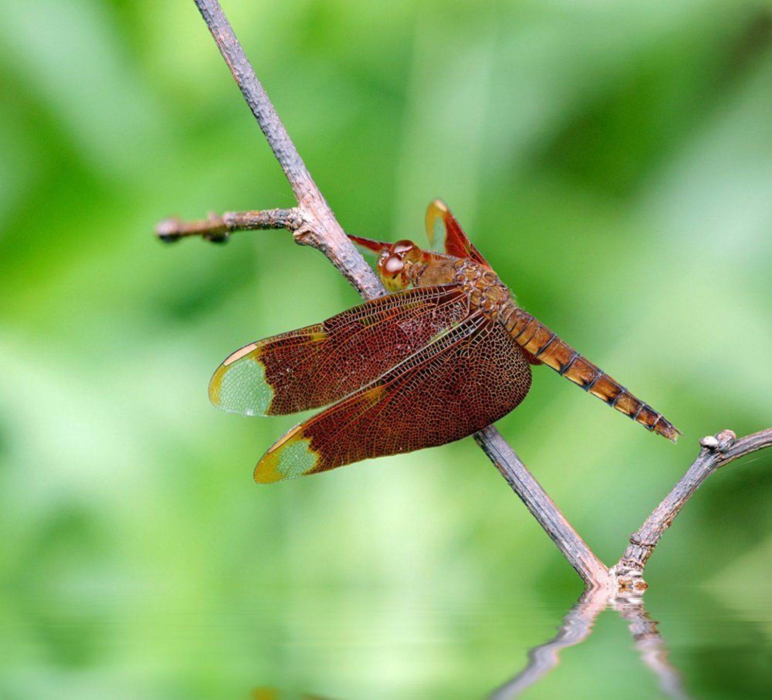 Neurothemis fulvia, Alexey Gnilenkov