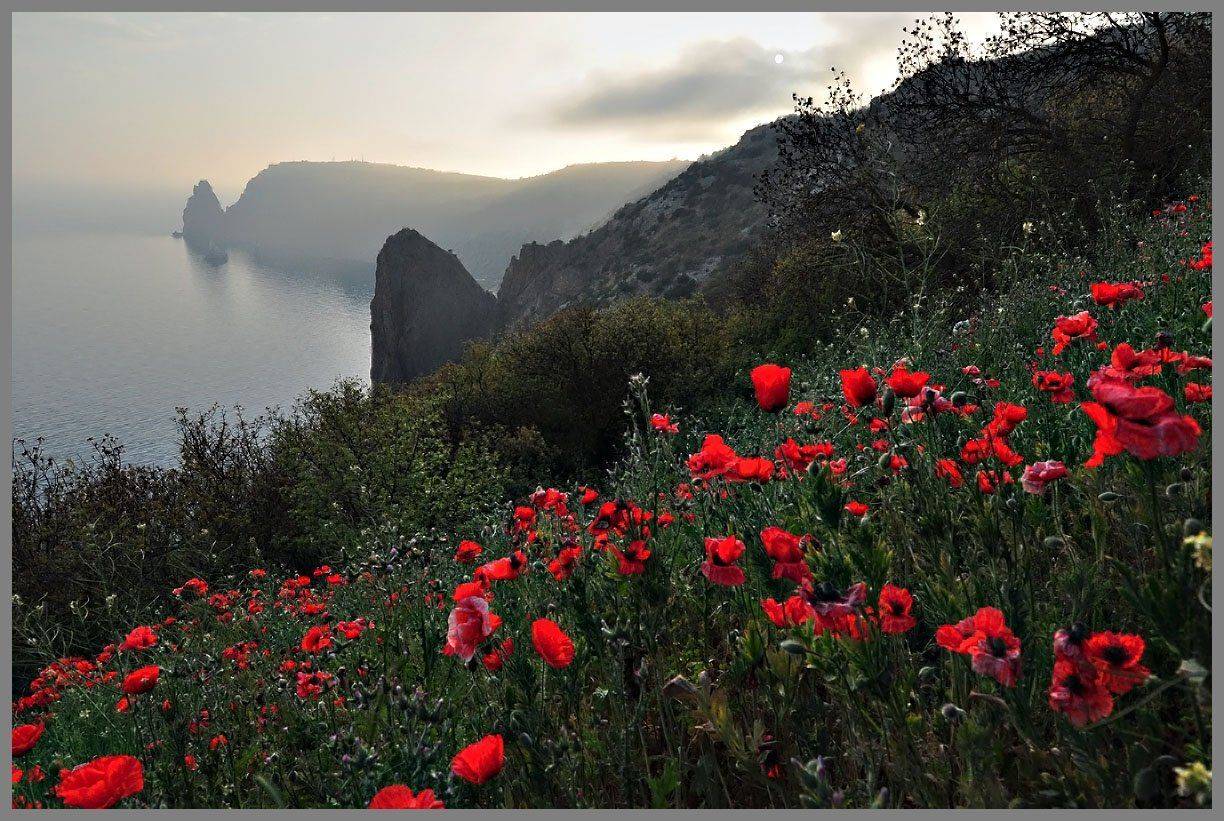 крым, фиалент, маки, АНАТОЛИЙ ДОВЫДЕНКО