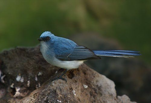 Про синюю птицу