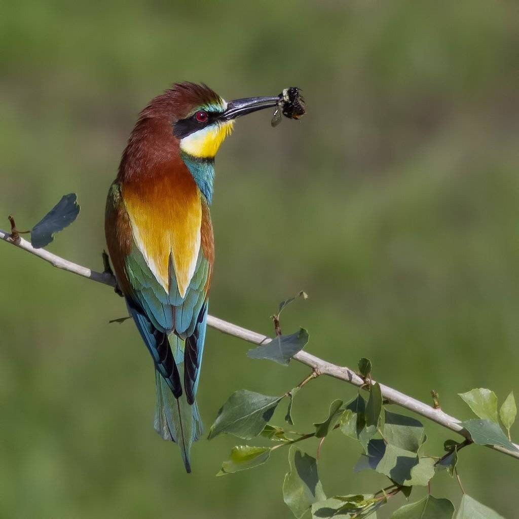 , Ляпустин Юра