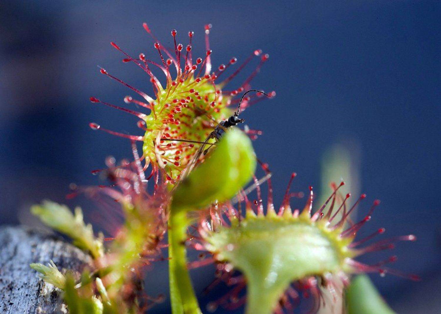 росянка, растения, карелия, природа, лес, макро, капли, хищник, россия, sundew, plant, macro, nature, forest, karelia, drops, predator, russia, Игорь Подгорный