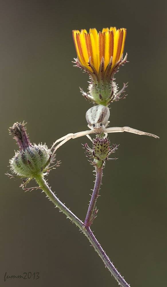 , Игорь ФУММ